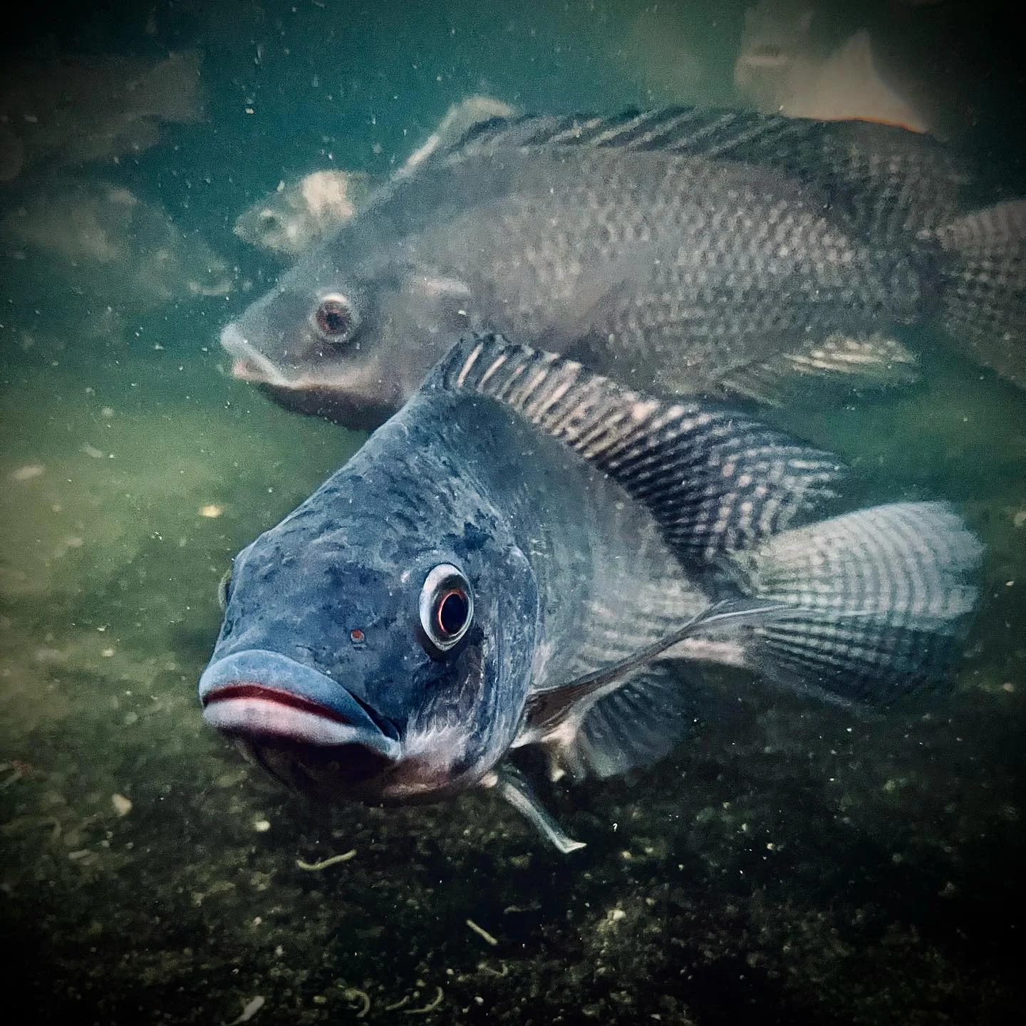 Photo 1 from Benjamin Simier’s Instagram post: Under the water 🐠