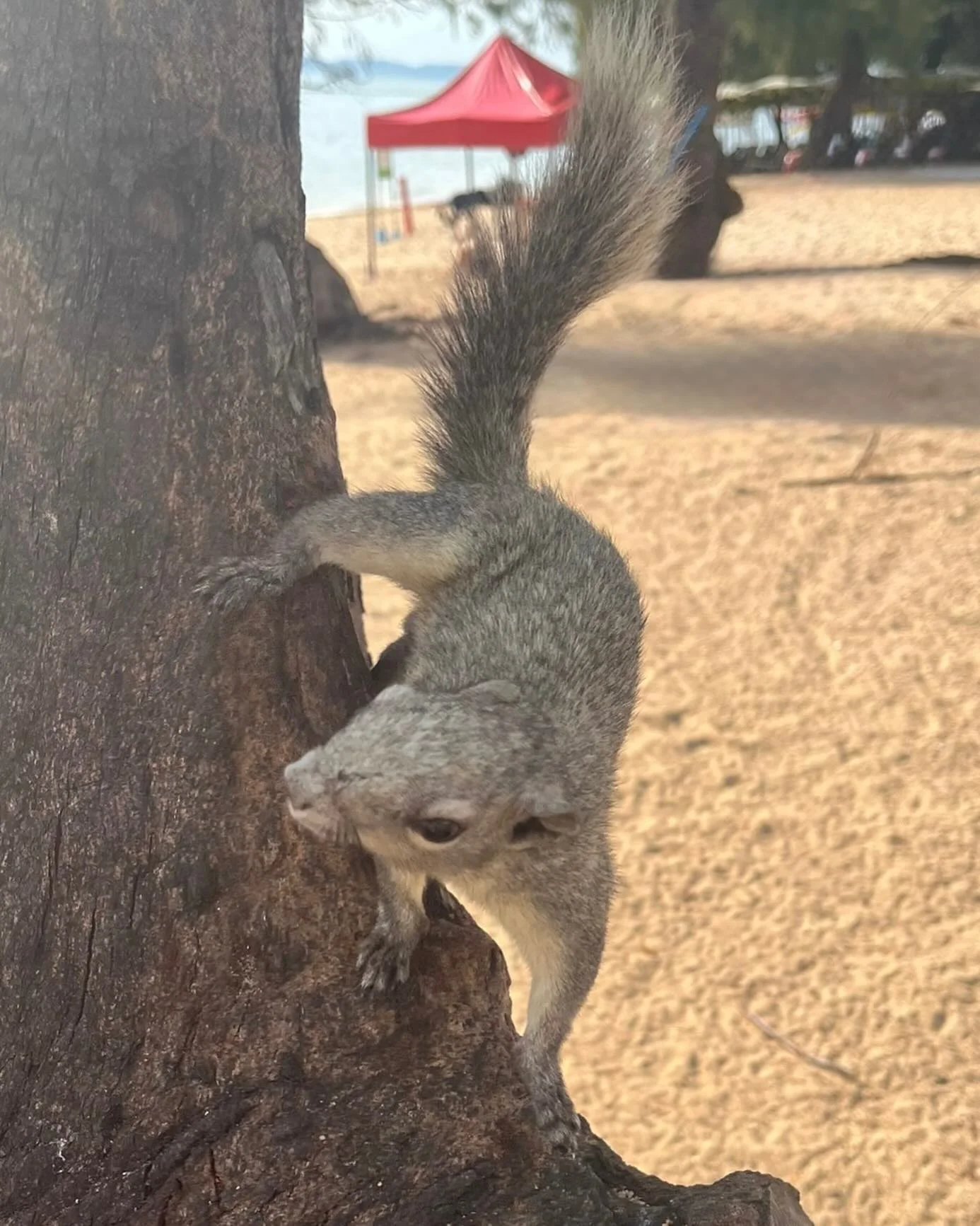 Photo 1 from Benjamin Simier’s Instagram post: squirrel on the beach 🏖️🐿️