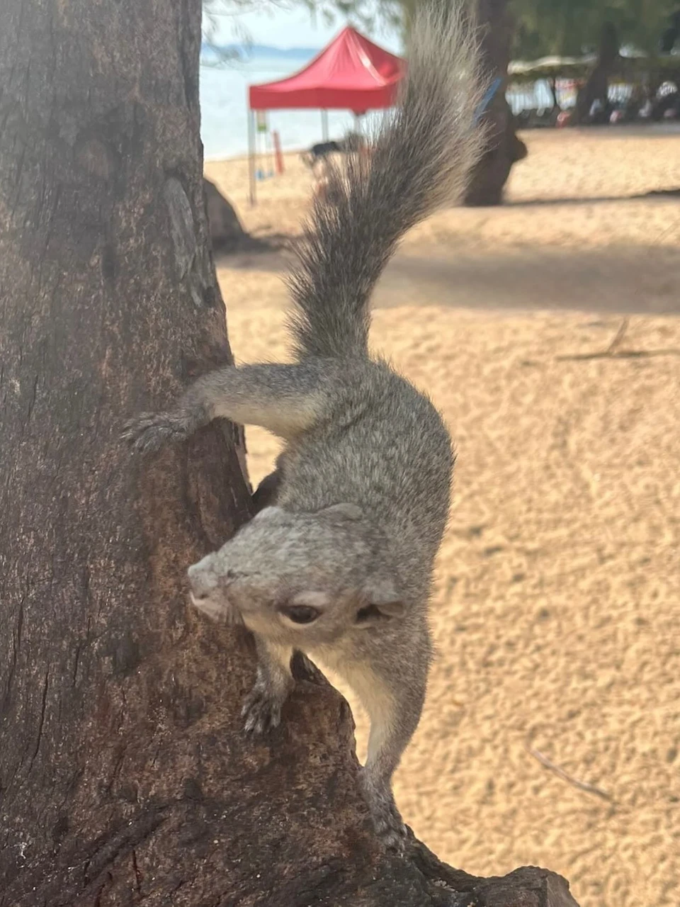 Photo 1 from Benjamin Simier’s Instagram post: squirrel on the beach 🏖️🐿️