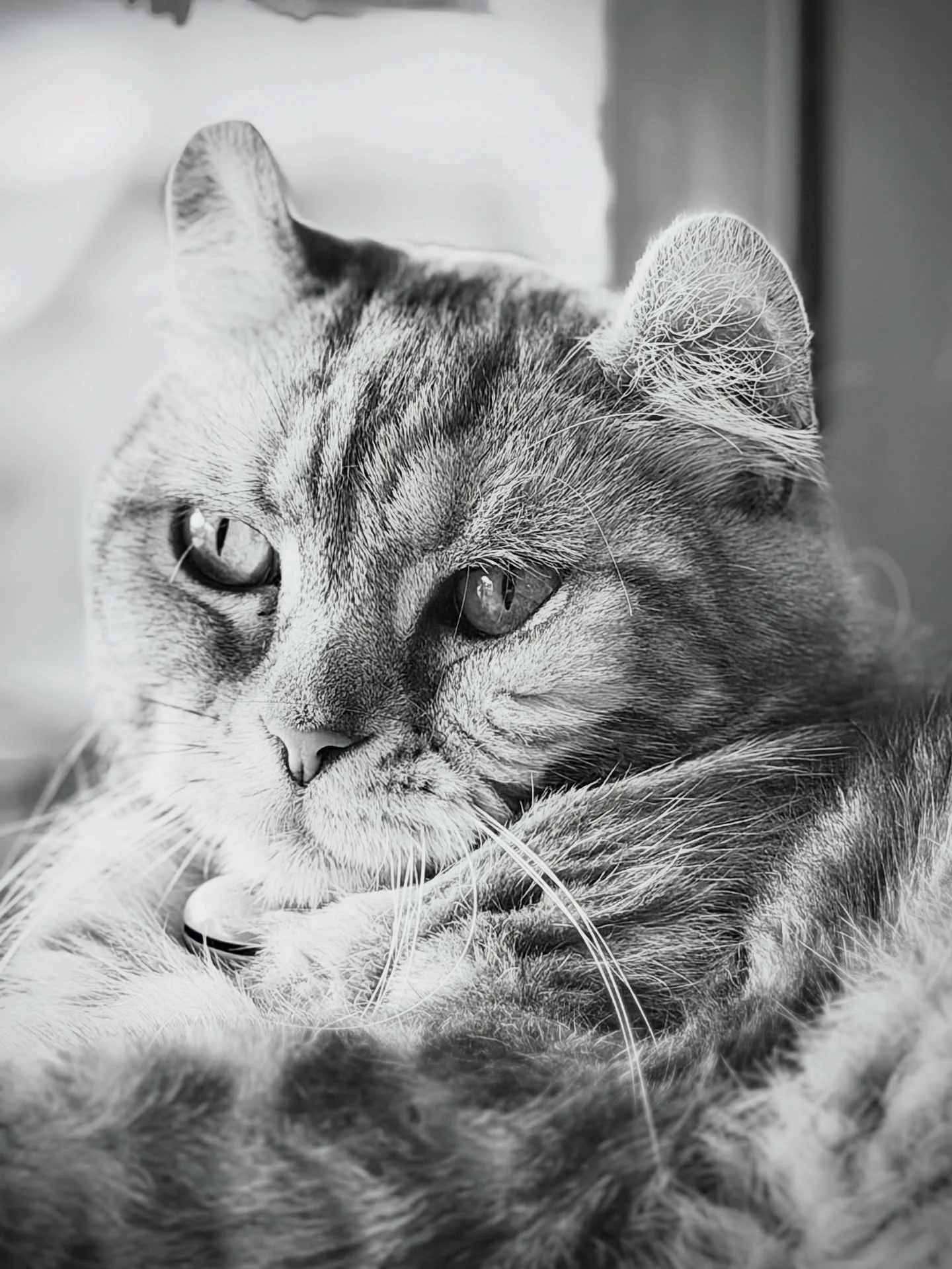 Photo 1 from Benjamin Simier’s Instagram post: Cat portrait in black and white style 📸