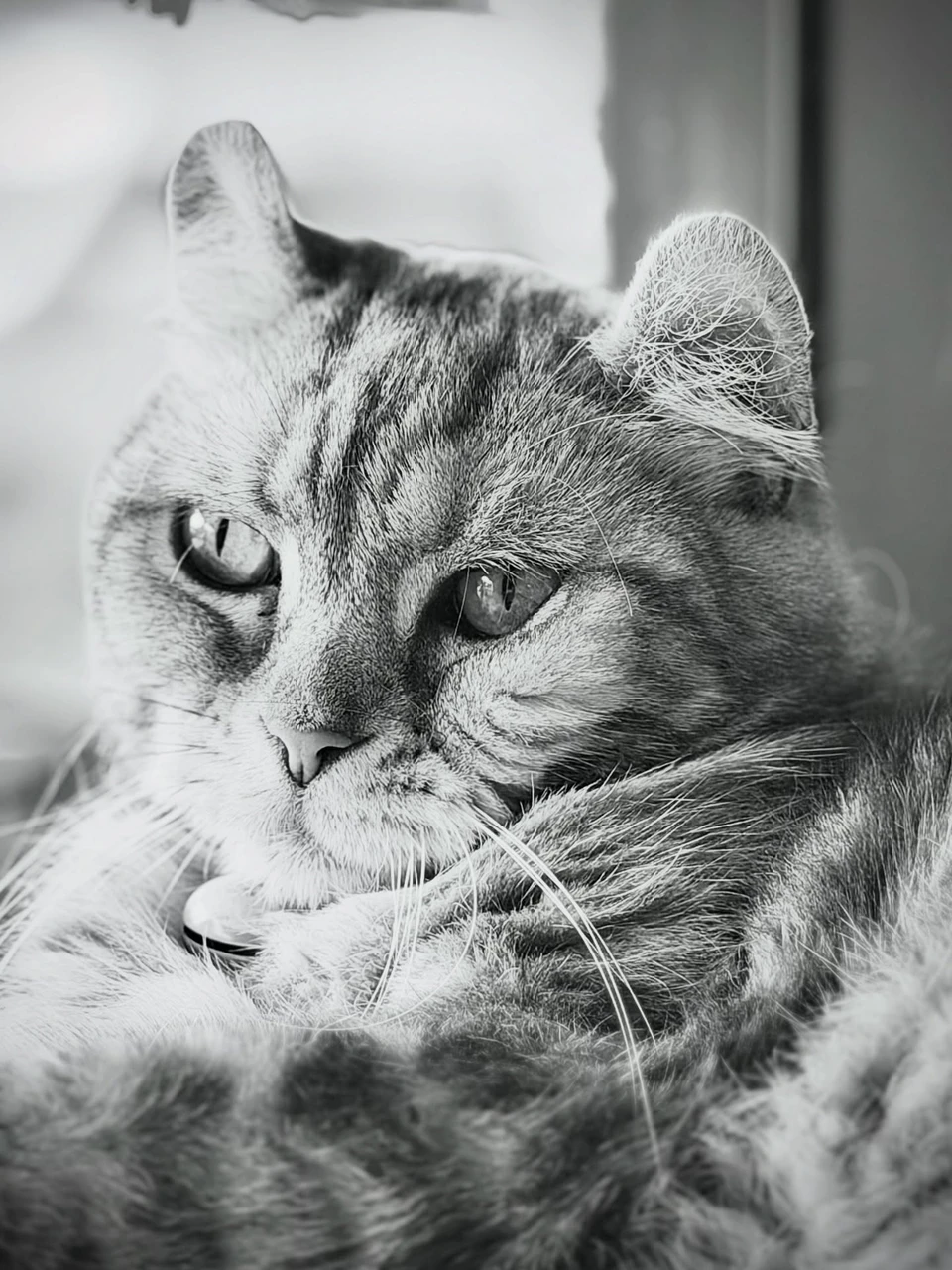 Photo 1 from Benjamin Simier’s Instagram post: Cat portrait in black and white style 📸