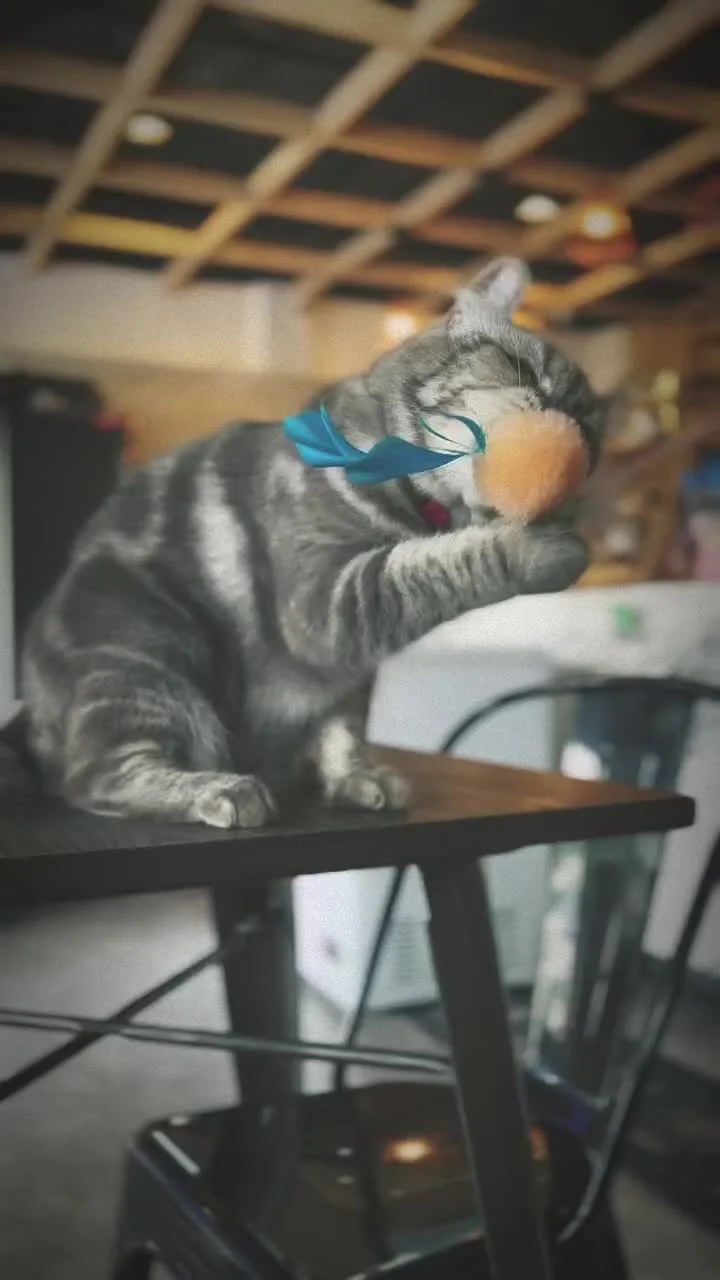 Video cover from Benjamin Simier’s Instagram reel: Boxing cat in cafe 🥊