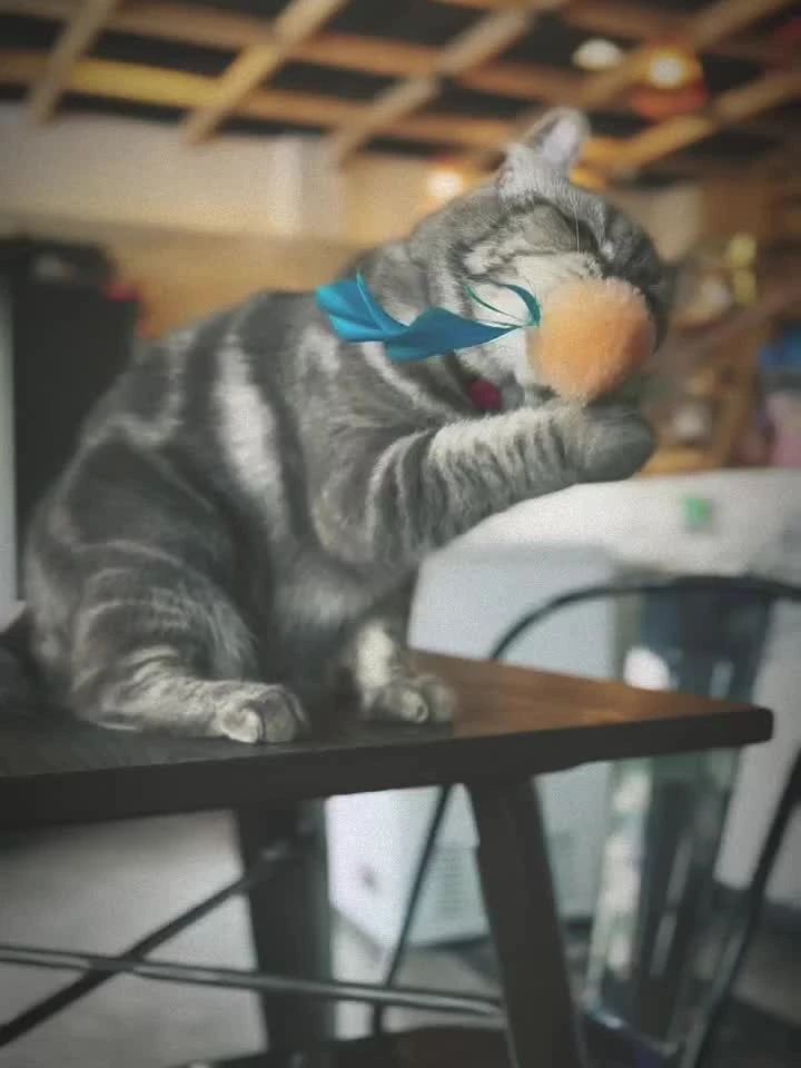 Video cover from Benjamin Simier’s Instagram reel: Boxing cat in cafe 🥊